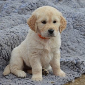 golden retriever puppy